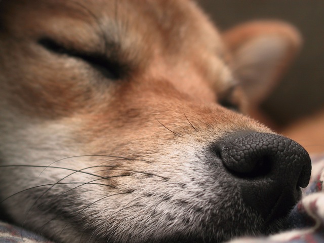 Nikko's Nose