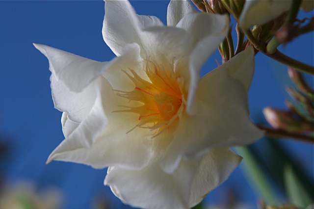 Oleander