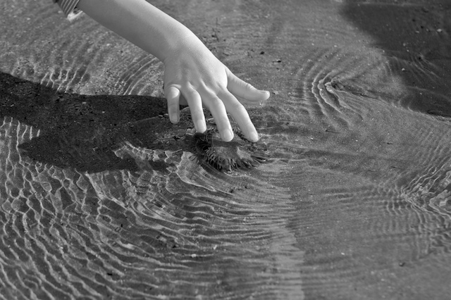 Hand touching Anemone