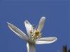 Lemon Blossom