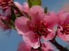 Peach Blossom