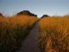 Path