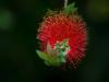 Bottlebrush