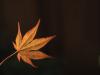 Japanese Maple Leaf