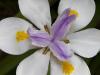 Butterfly Iris