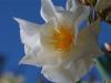 Oleander
