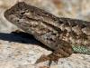 Lizard